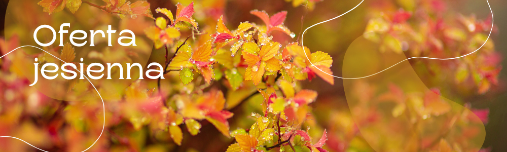 Oferta jesienna